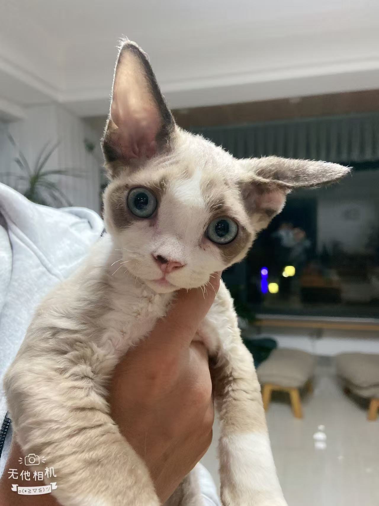 德文海豹色枫叶开脸